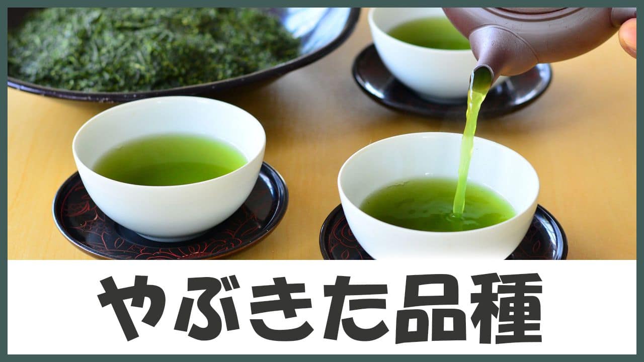 人気No1で贈り物に最適!どなたでも飲みやすい定番のお茶「やぶきた品種」