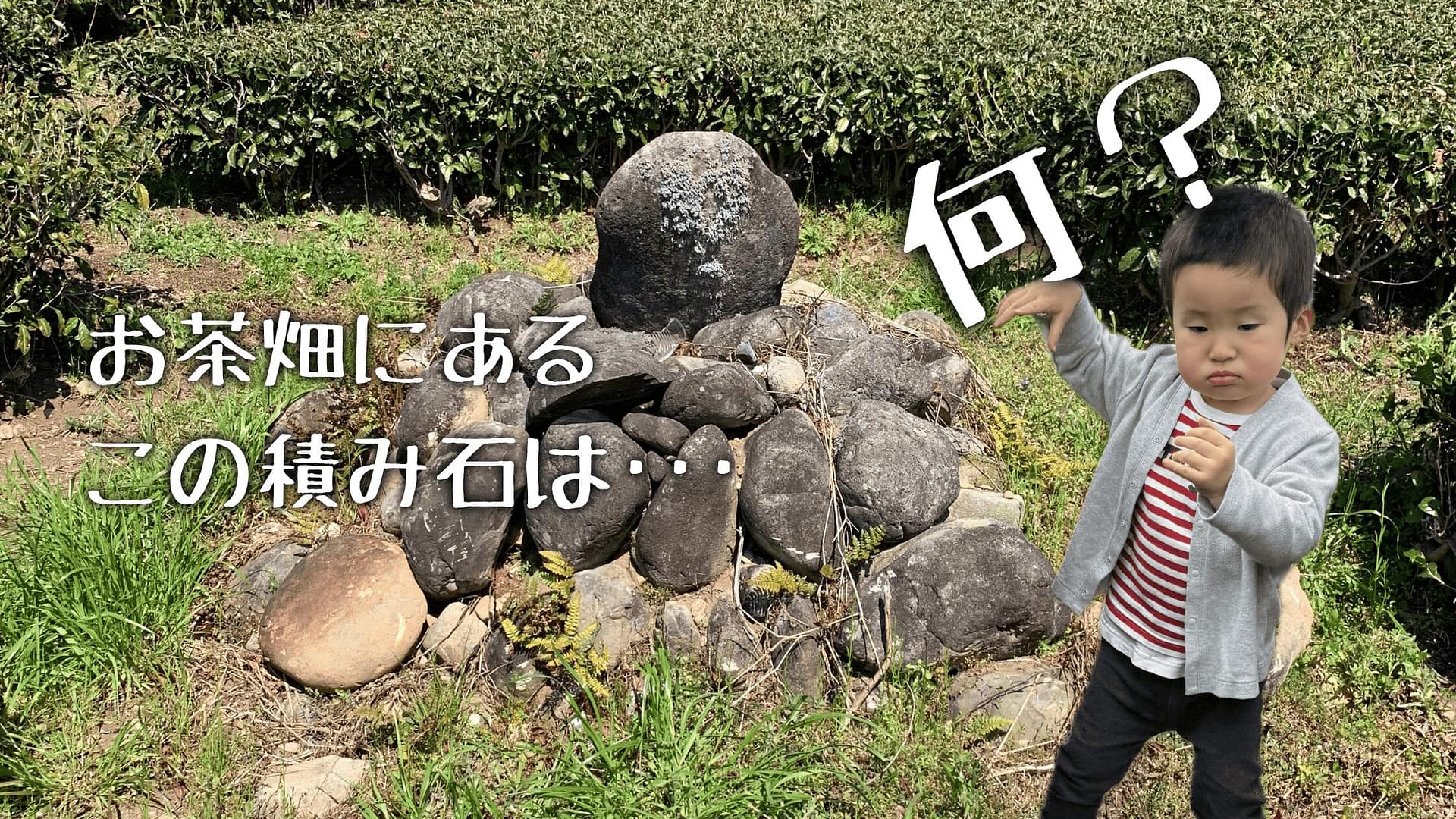 鎧塚と杉本園|お茶畑に残る謎の塚の物語