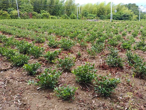 お茶の苗木