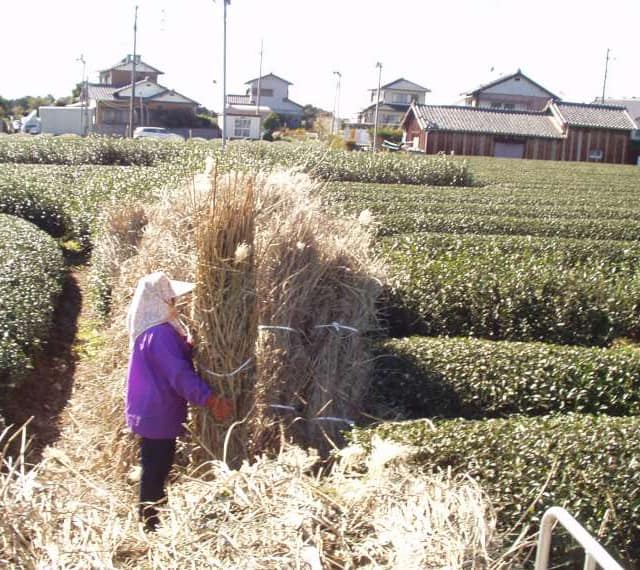 茶草場農法